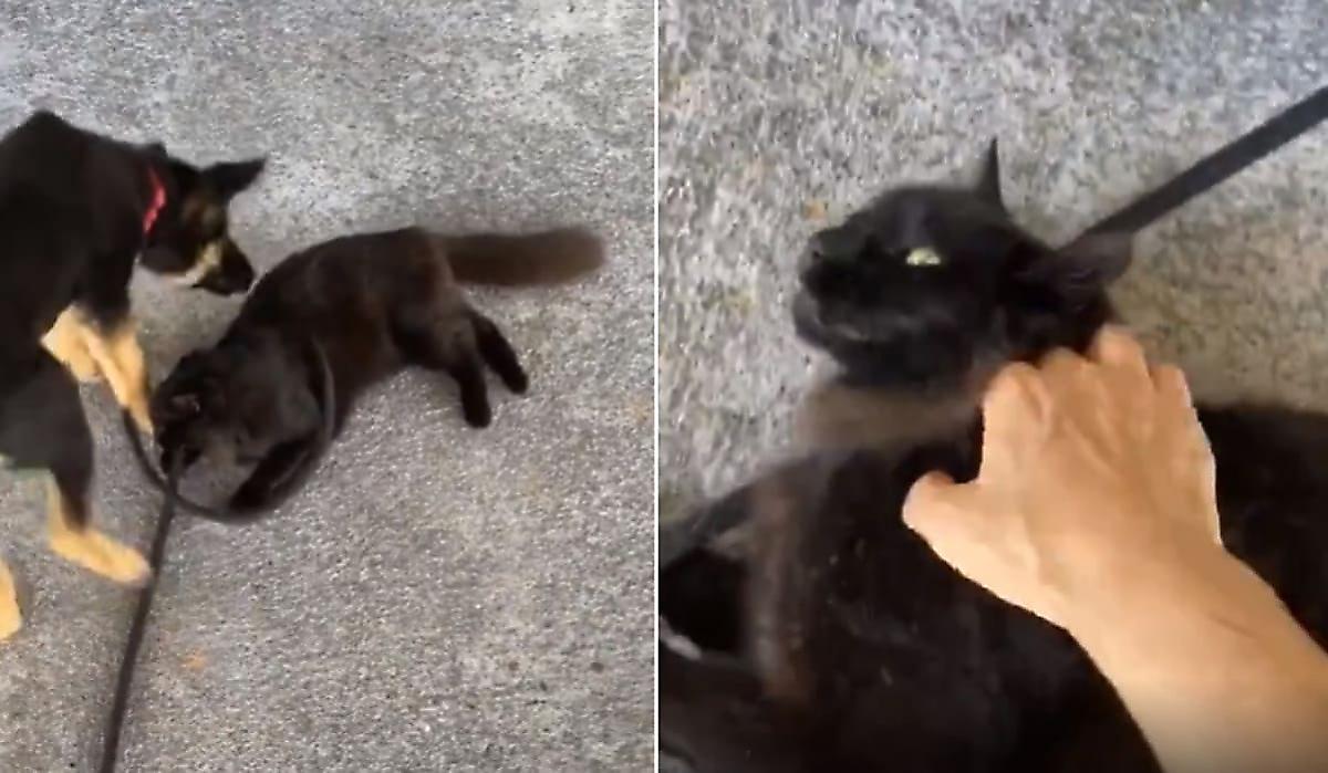 Пёс, накинув петлю на шею кошке, попытался избавиться от «конкурента» - видео