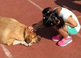 Школьникам запретили кормить разжиревшую собаку на Тайване (Видео) 4