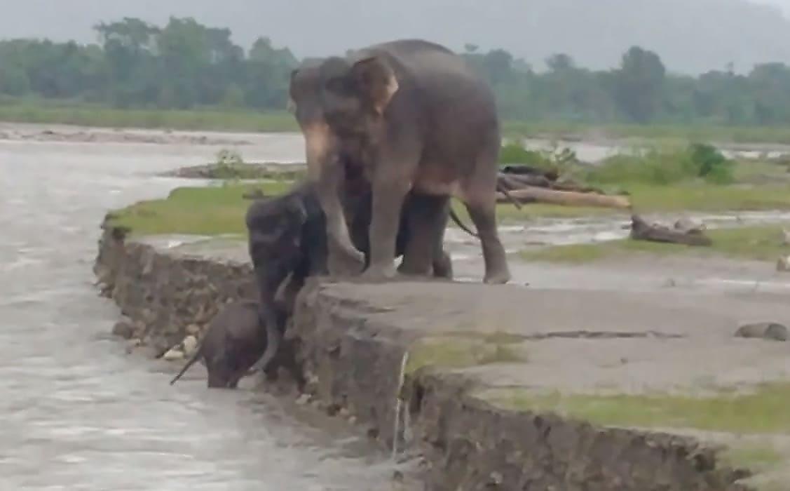 Слониха-мать и старший брат помогли слонёнку выбраться из реки в Индии