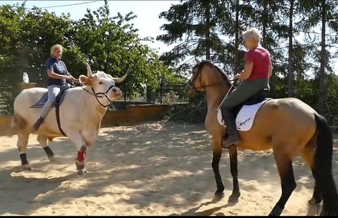 Спасённый от убоя бык «переквалифицировался» в скаковую лошадь во Франции (Видео)