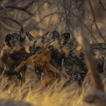Стая гиеновых собак напала на бабуина в африканском заповеднике 2
