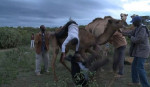 Злобный верблюд скинул наездников в прямом эфире африканского телевидения (Видео)