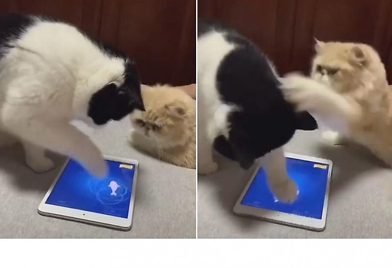 Злой кот напал на соплеменника, «рыбачившего» в планшете хозяйки ▶