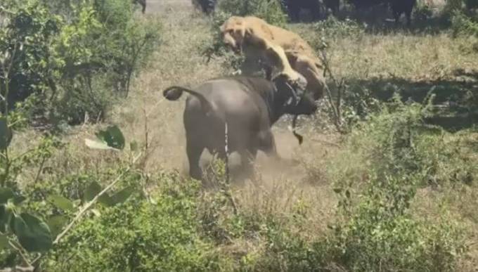 Буйвол напал на львицу в африканском заповеднике (Видео)