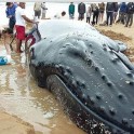 Несколько десятков человек приняли участие в спасении детёныша горбатого кита, выброшенного на берег в Бразилии (Видео)
