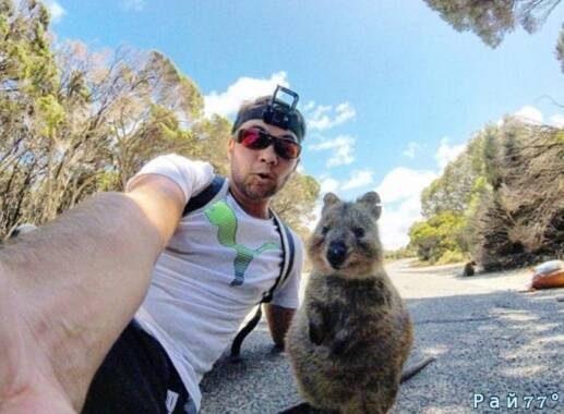 Селфи с самой счастливой квоккой в мире сделал американский турист в Австралии
