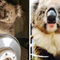 Коала совершила 16-ти километровое путешествие в колесе автомобиля в Австралии. (Видео)