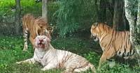 ШОК*! Белый тигр, попав в клетку к бенгальским соплеменникам, погиб в неравном бою. (Видео) 3