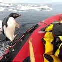 Наглый пингвин запрыгнул в надувную лодку к исследователям в Антарктиде. (Видео)