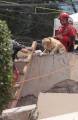 Служебная собака, обнаружившая 12 человек под завалами, стала национальной героиней в Мексике (Видео) 0