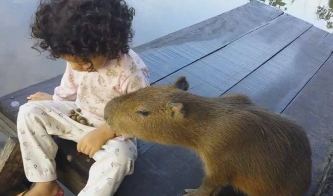 Бразильская идиллия: маленькая девочка вместе с капибарой покормила ламбари в Тайландии. (Видео)