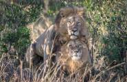 Кенийский политик требует изолировать двух львов, сменивших ориентацию в заповеднике Масаи-Мара. 1