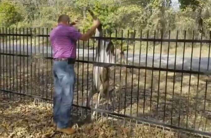 Олень застрял при попытке перепрыгнуть через забор в США (Видео)