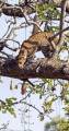 Молниеносная охота: леопард с дерева атаковал антилопу на глазах у ошеломлённого туриста (Видео) 1