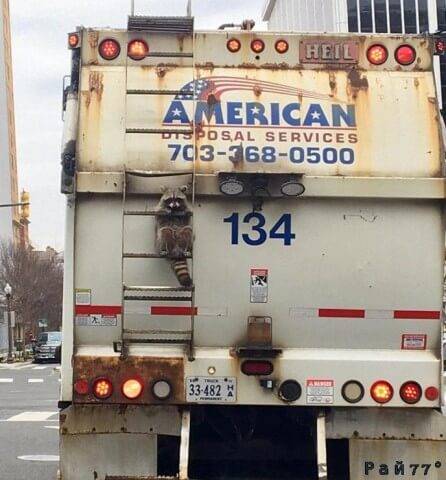 Фотография енота, сидящего на лестнице мусоровоза во время движения по автомагистрали в окрестности Росслин (штат Вирджиния), стала популярной в интернете.