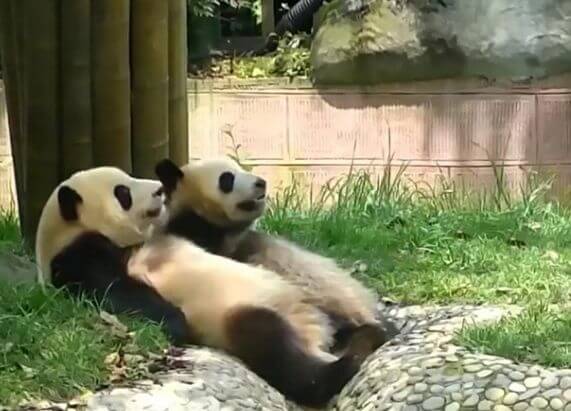 Две панды, привыкшие делать всё одновременно, стали новыми героями китайских соц. сетей (Видео)