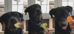 Умный пёс наглядно показал хозяйке свои вкусовые предпочтения (Видео)