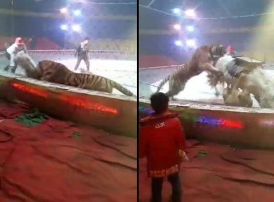 Тигр и лев напали на лошадь в китайском цирке (Видео)