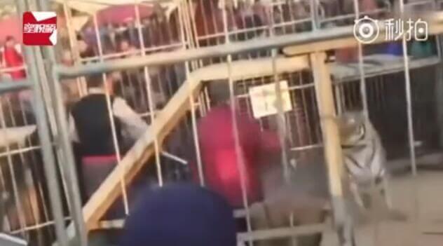 Тигр вырвался из клетки и ранил двух людей в китайском цирке. (Видео)