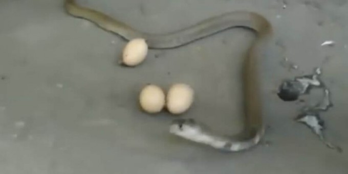 Жадная кобра, пойманная с поличным, вернула три яйца индийскому фермеру (Видео)