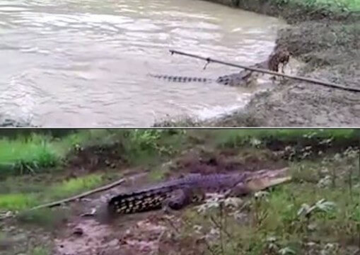 ​Пятиметровый крокодил, внезапно появившийся на рисовом поле, испугал жителей индонезийской деревни (Видео)