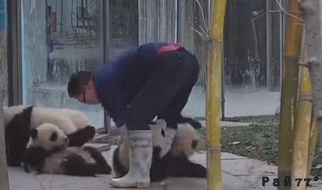 Видео камера, установленная в вольере с пандами запечатлела забавный момент, произошедший несколько дней назад в китайском зоопарке.
