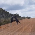 Два кенгуру устроили драку посередине дороги в Австралии. (Видео)