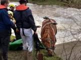 Скаковую лошадь, прыгнувшую в водоём, на протяжении трёх часов вытаскивали в Британии (Видео) 0