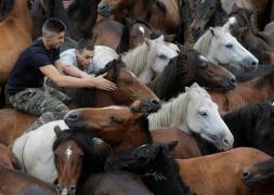 Тысячи испанцев приняли участие в массовой «объездке» диких лошадей в Галисии. (Видео) 16