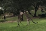 Два кенгуру устроили боксёрский поединок в австралийском заповеднике (Видео)