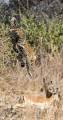 Молниеносная охота: леопард с дерева атаковал антилопу на глазах у ошеломлённого туриста (Видео) 4