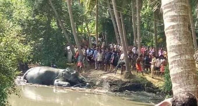 Крупномасштабная операция по спасению слона, застрявшего в трясине, состоялась в индийской деревне. (Видео)