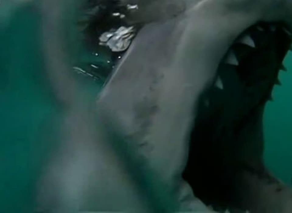 Белая акула напала на рыбацкое судно у берегов Австралии