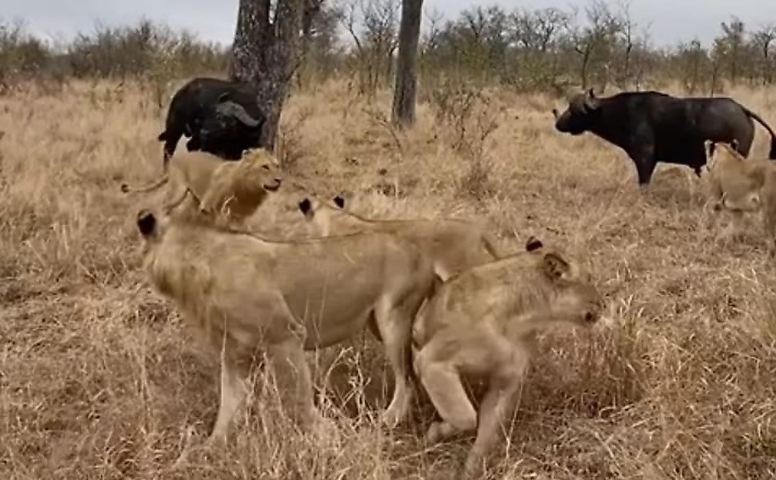 Буйволы отбили своего сородича у львиного прайда на глазах у туристов в ЮАР