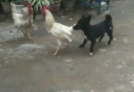 Храбрый щенок попытался разнять петухов на скотном дворе в Индии (Видео)