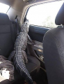 Ласковый крокодил посещает дома престарелых в качестве животного эмоциональной поддержки ▶ 3
