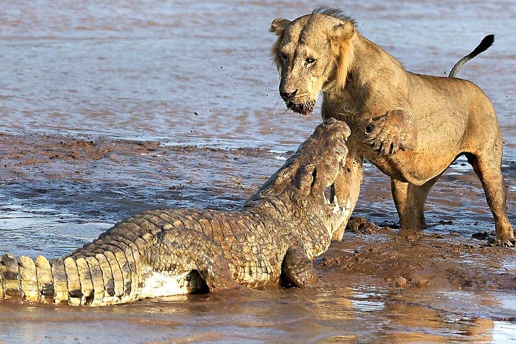 Львица и крокодил не поделили добычу и попали на видео в ЮАР
