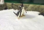 Однополая пара пингвинов прошла испытание поддельным яйцом в Австралии (Видео)