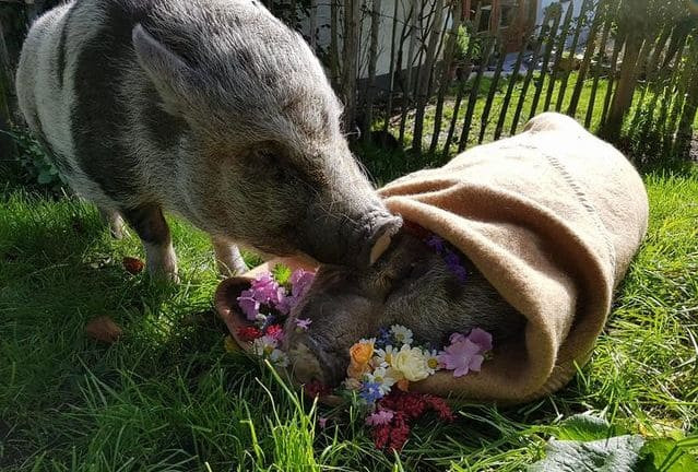 Свинья, оплакивающая своего друга, прославилась в Бельгии (Видео)