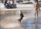 Такса, утоляющая жажду в фонтане, позабавила интернет (Видео)