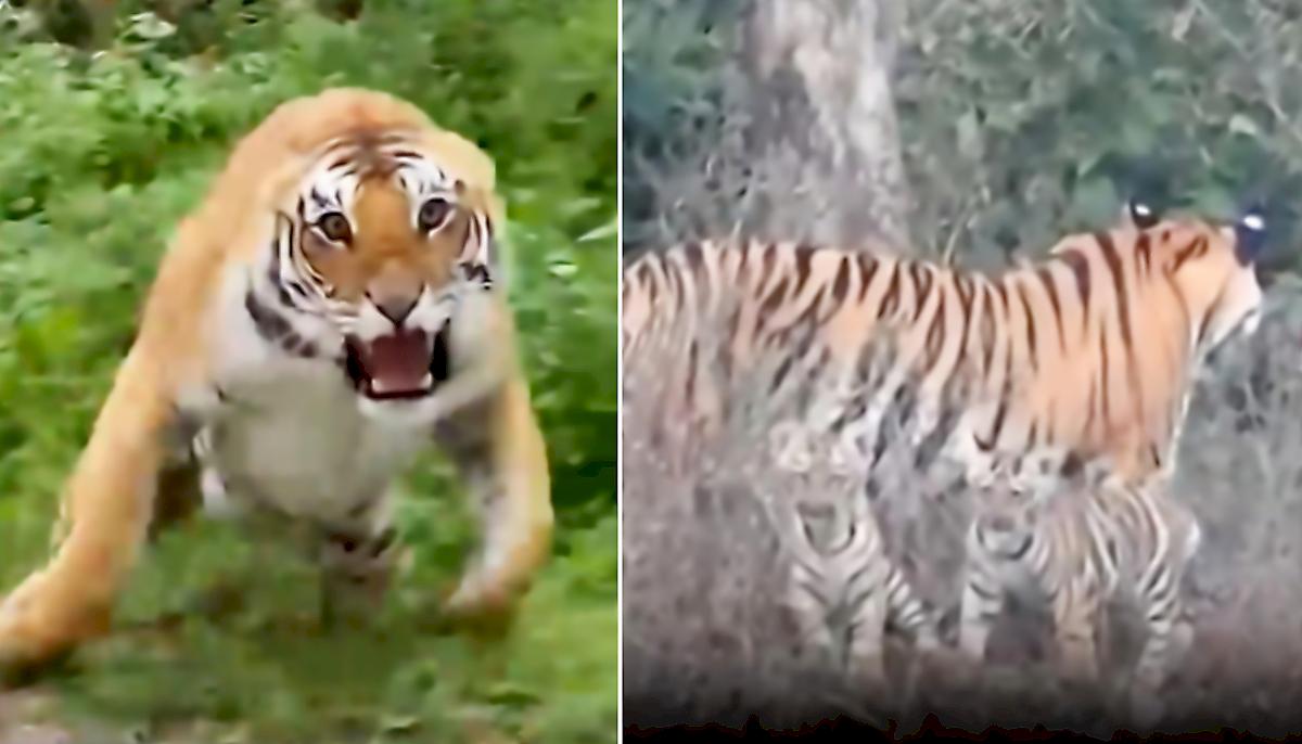 Тигрица, защищая детёнышей, напала на туристов в Индии