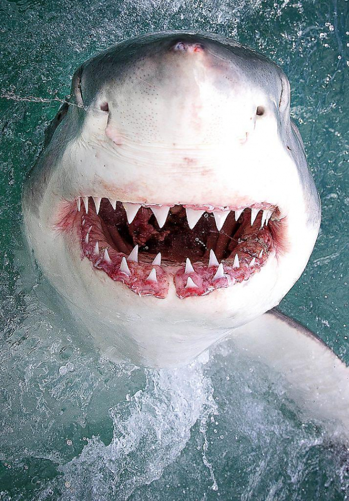 Белая акула приняла участие в фотосессии в ЮАР