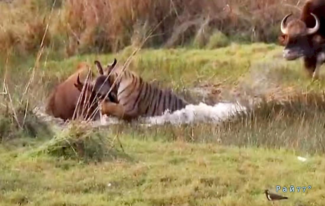 Буйвол прервал трапезу тигра и спас своего сородича: видео