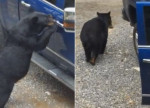 Медведь, забравшись в машину, лишил завтрака американского туриста (Видео)