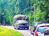 Любвеобильный слон перегородил дорогу туристу и устроил «краш-тест» его автомобилю ▶ 0