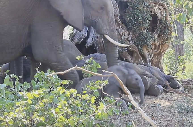 Слониха осторожно нарушила сон слонёнка в африканском парке ▶