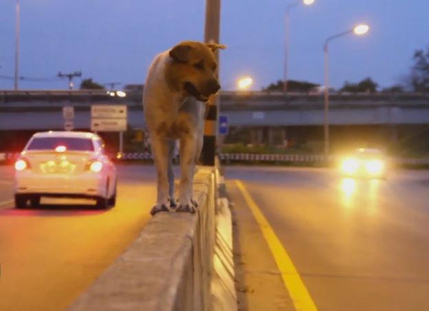 Собака, каждый день ждёт своего хозяина, забираясь на барьер скоростной магистрали в Тайланде (Видео)