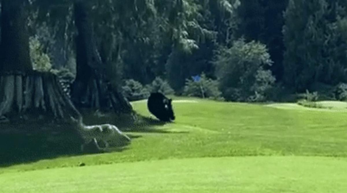 Упрямый медведь, устроивший погоню за койотом, попал на видео в Канаде