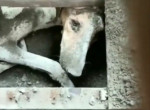 Бедный пёс, замурованный под землёй, 15 дней провёл без еды и питья