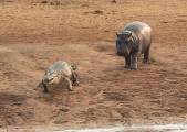 Два бегемота бесцеремонно разбудили и прогнали крокодила в африканском заповеднике 3